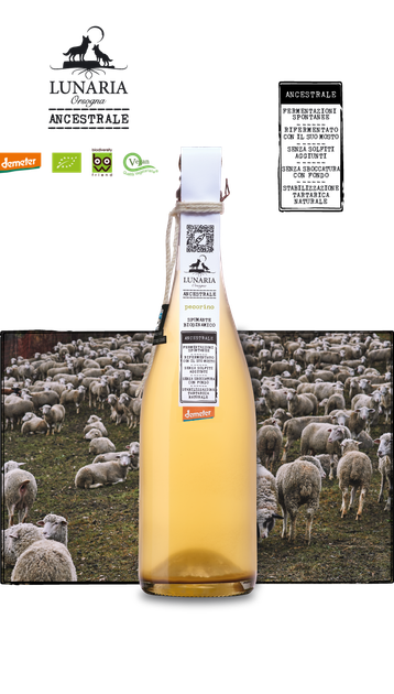 Вино игристое Lunaria Ancestrale Pecorino белое брют-натюр (без добавленных сульфитов) 0.75 л 12.5% (8032692482484) - изображение 2