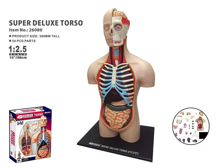 Zestaw do zabawy naukowej Robetoy Anatomia człowieka Torso Deluxe 38 cm (7300009260621) - obraz 2