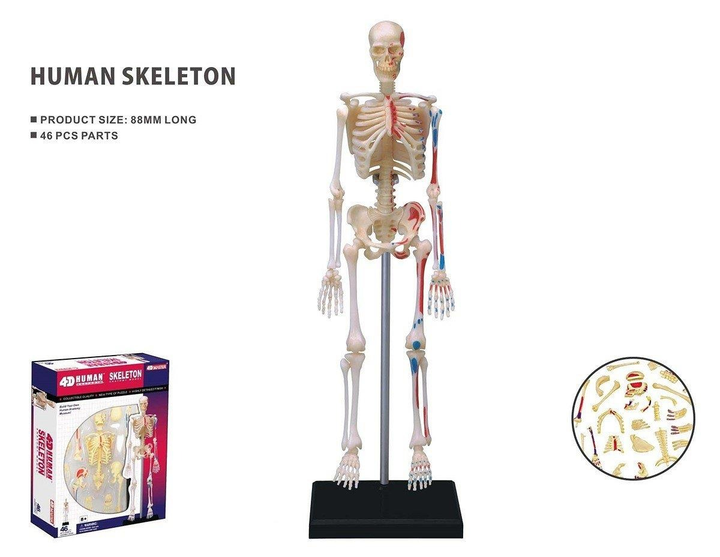 Zestaw do zabawy naukowej Robetoy Anatomia szkieletu 19 cm (7300009260591) - obraz 2