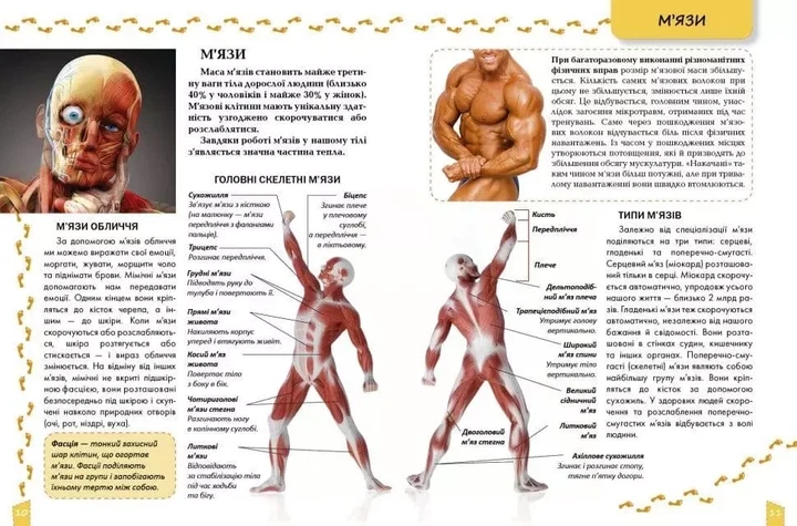 Энциклопедия для любознательных О теле человека - изображение 2