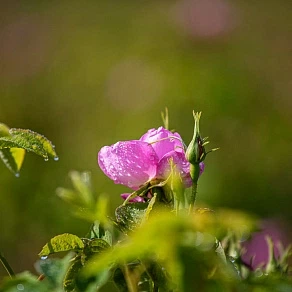 Woda perfumowana unisex Matiere Premiere Radical Rose 50 ml (3760372460006) - obraz 3