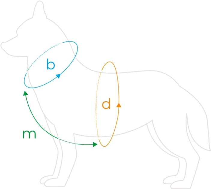 Szelki regulowane dla psa Amiplay Samba Guard L Czerwone (5907563280373) - obraz 4