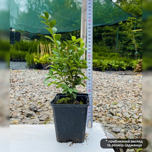 Саженцы Самшита (Buxus) Р9 - изображение 4