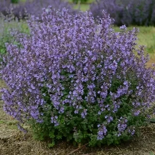 Саженцы Котовника Фассени Пурсиан Блю (Nepeta faassenii Pursian Blue) Р9 - Фото 5 Саженцы Котовника Фассени Пурсиан Блю (Nepeta faassenii Pursian Blue) Р9 - изображение 5