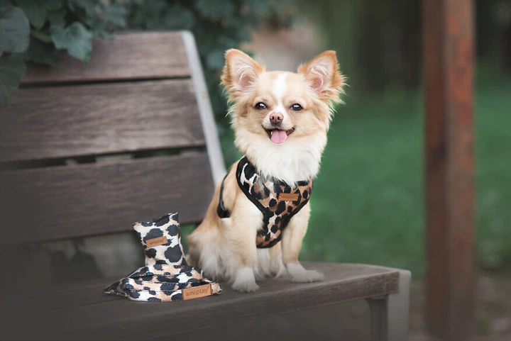 Szelki dla psa Amiplay Safari Scout S Panterka (5907563262706) - obraz 5