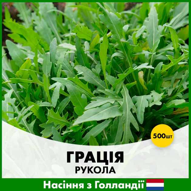 Рукола Enza Zaden Грація, 500 шт - Фото 1 Рукола Enza Zaden Грація, 500 шт - зображення 1