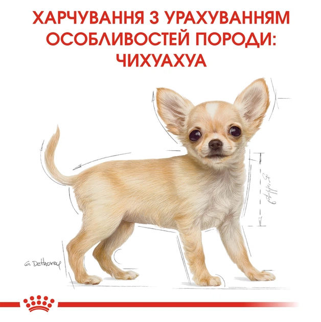 Повнораціонний сухий корм Royal Canin Chihuahua Puppy №28 для цуценят породи чихуахуа віком від 2 до 8 місяців, 500 г, 24380051 - Фото 5 Повнораціонний сухий корм Royal Canin Chihuahua Puppy №28 для цуценят породи чихуахуа віком від 2 до 8 місяців, 500 г, 24380051 - изображение 5