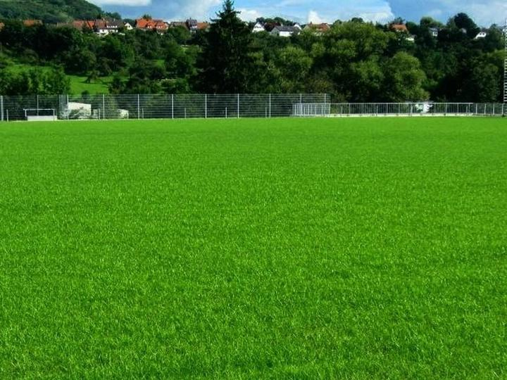 Насіння 1 кг газонної трави Спортивна Трави України - зображення 5