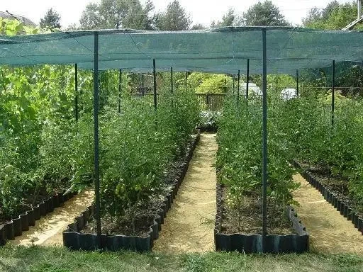 Сетка затеняющая 80% 6м*6 м усиленная с люверсами, притеняющая сетка - изображение 2
