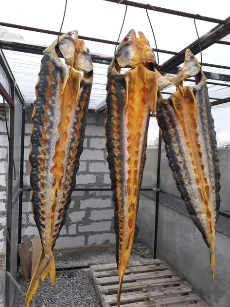 Осетр холодного копчення, плашка (тушки +-800-900г), 1кг - зображення 5