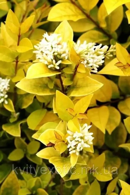 Бірючина Вікарій (Ligustrum Vicaryi) (горшок 0,5л.) - зображення 3