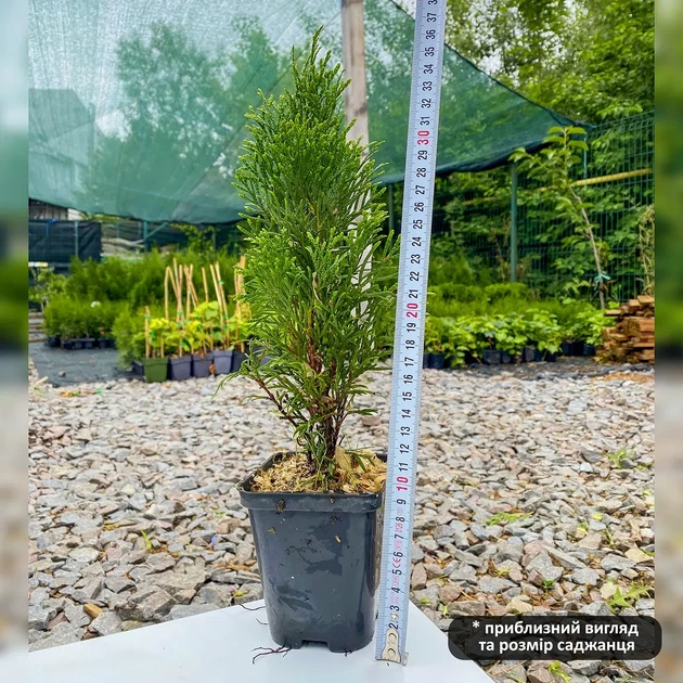 Саженцы Туи западной Смарагд (Thuja occidentalis Smaragd) Р9 - изображение 6