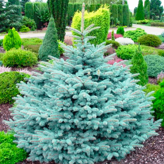 Саженцы Ели колючей голубой Кейбаб (Picea pungens Glauca Kaibab) 3-х летняя С3 - изображение 5