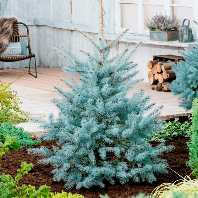Саженцы Ели колючей голубой Маджестик Блю (Picea pungens Glauca Majestic Blue) Р9 - изображение 6