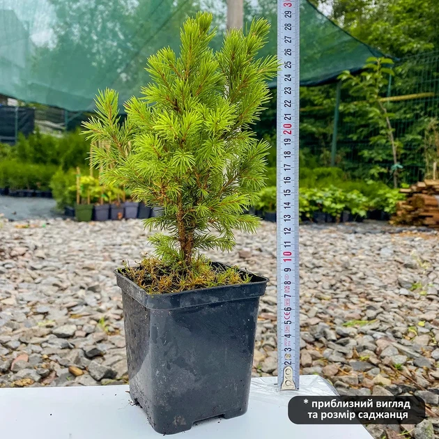 Саженцы Ели канадской Коника (Picea glauca Conica) Р9 - изображение 5