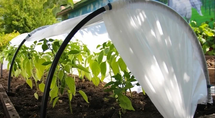Мини парник MaksiAgro 8 м, плотность 50 г/м², 80×120 см — компактная теплица из агроволокна для защиты и быстрого роста растений - изображение 8
