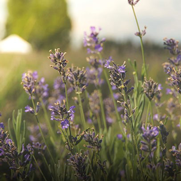 Ароматична свічка Cereria Molla Premium Provence Lavender 230 г (8424405055311) - зображення 3