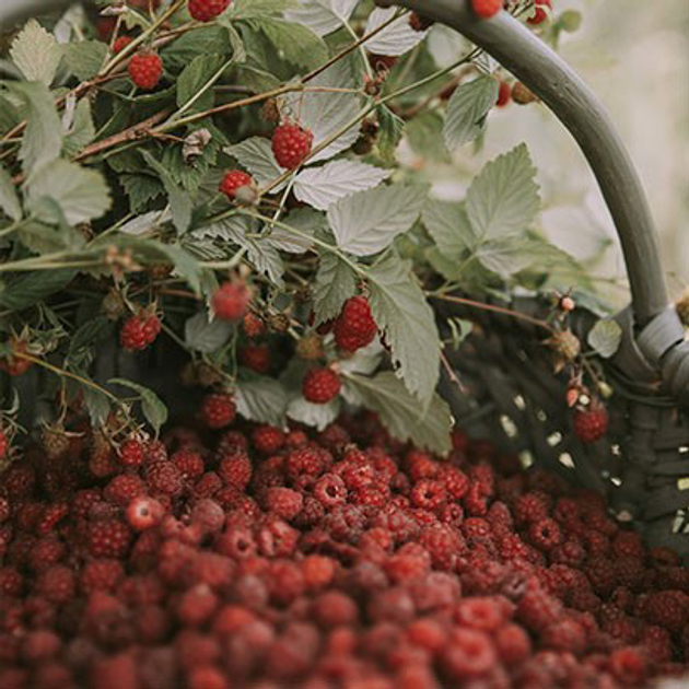 Ароматична свічка Cereria Molla Premium Raspberry and Black Vanilla 230 г (8424405055335) - зображення 5
