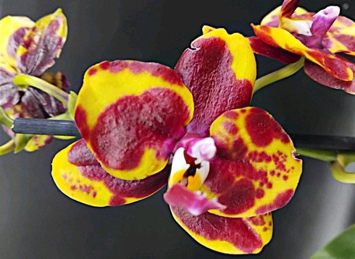 Орхідея (підліток зараз без квітів) TopDreams фаленопсис