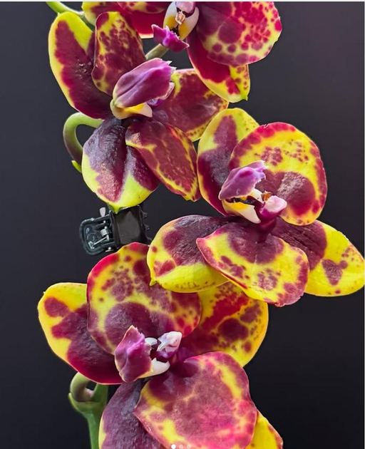 Орхідея (підліток зараз без квітів) TopDreams фаленопсис