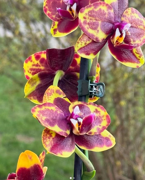 Орхідея (підліток зараз без квітів) TopDreams фаленопсис