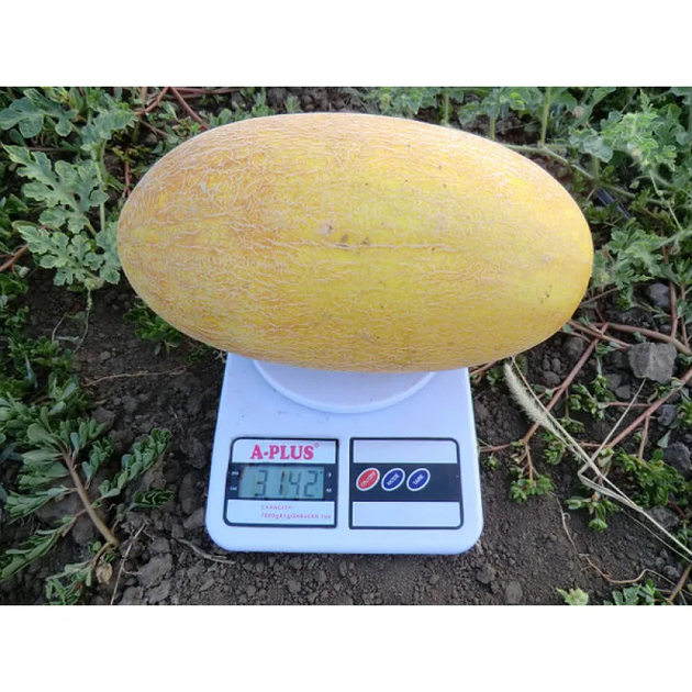 Семена Дыня Фиона ST 3033 F1 10сем SOTO SEEDS - Фото 2 Семена Дыня Фиона ST 3033 F1 10сем SOTO SEEDS - изображение 2