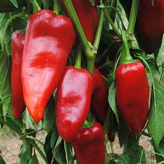 Семена сладкого перца Stocky Red Roaster (Копчёный красный перец) 2023 г. - изображение 2