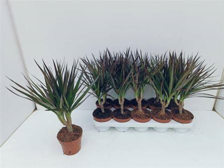 Рослина в горщику Драцена Маргіната Маджента dracanea marginata magenta - Фото 2 Рослина в горщику Драцена Маргіната Маджента dracanea marginata magenta - зображення 2