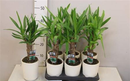 Растение в горшке Юкка Yucca - изображение 2