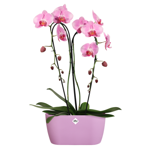 Вазон Elho brussels orchid duo овальний 25 см фіолетовий - изображение 5