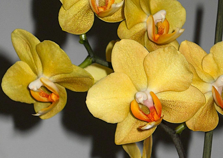 hippie 　fantasista Deez hippie 様専用 fantasista Deez