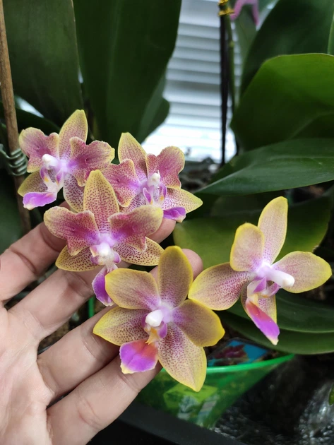 ❤富咲Jophiel♾️525✴︎888さま❤oils❤ ❤富咲Jophiel♾️525✴︎888さま❤oils❤ Phalaenopsis Yaphon