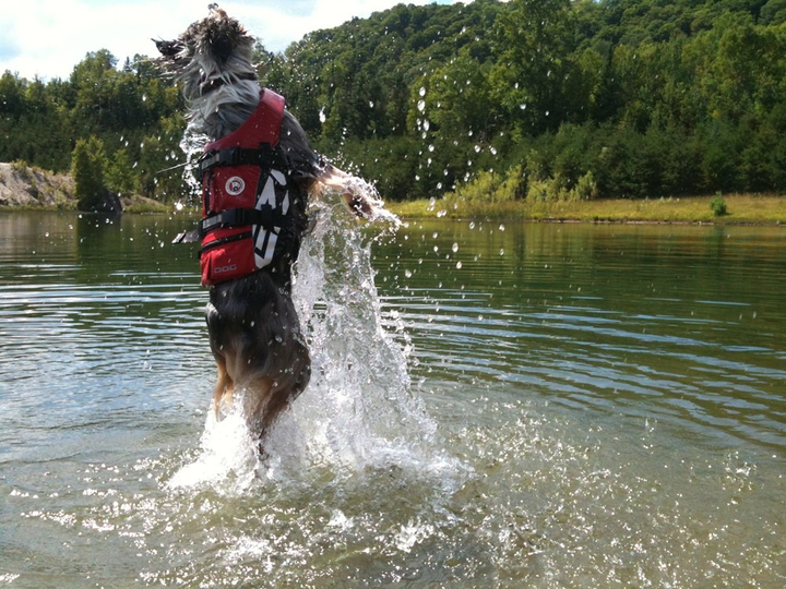 Жилетка Ezydog Life Jacket XL 50 - 66 см червона (5708214984073) - зображення 3