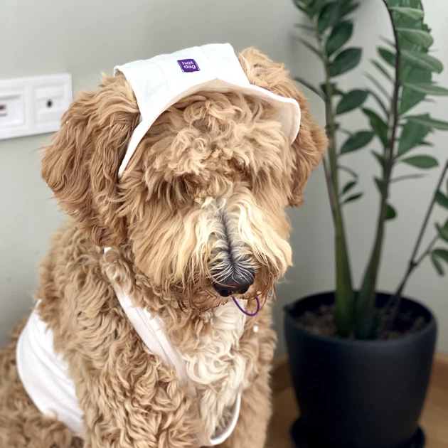 Панама для собак Hat-Dog котон біла з регульованою затяжкою 5/XL - изображение 3