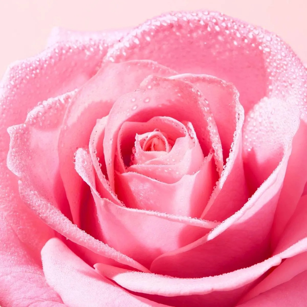 Олія для зняття макіяжу Nuxe Very Rose 150 мл (3264680043475) - зображення 3