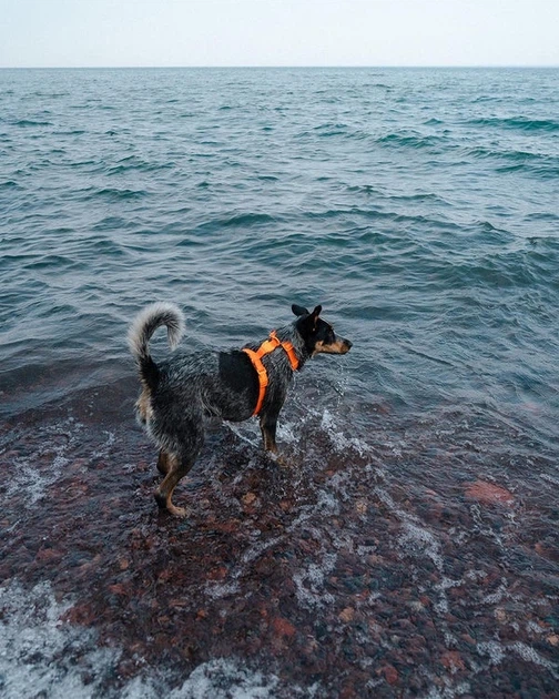 Шлейка для собак Zee.Dog Neopro Tangerine Розмір S (63581) - Фото 6 Шлейка для собак Zee.Dog Neopro Tangerine Розмір S (63581) - зображення 6