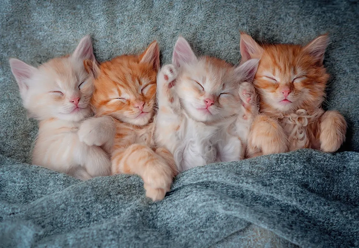 Puzzle Castorland The sweetest kittens 1000 elementów C-105144-2 (5904438105144) - obraz 2