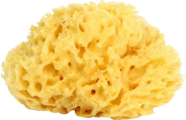 Натуральна морська губка Ok Baby Silk Fine Sea Sponge розмір 14 (38481400) - зображення 1