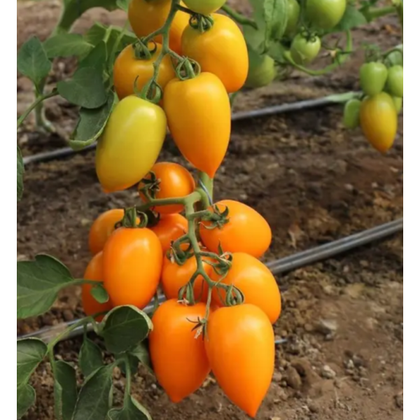 Томат KS 1430 F1 желтая сливка 8 шт Kitano Seeds Голландия - изображение 2