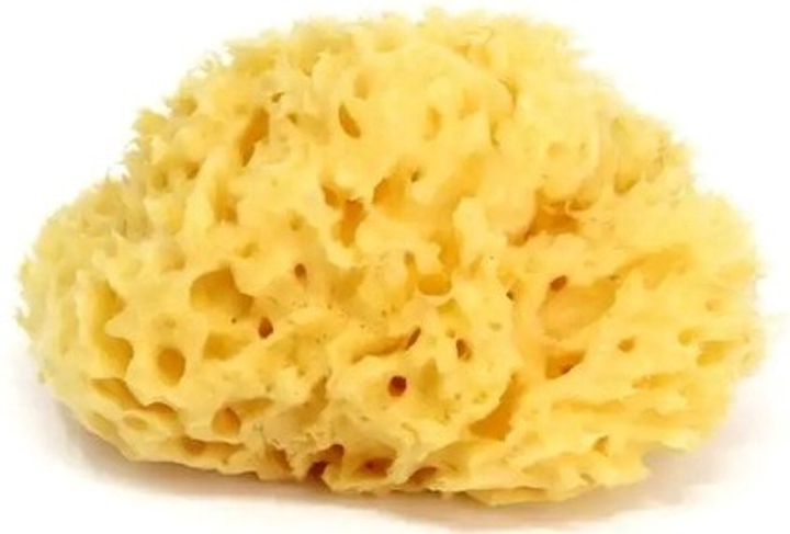 Naturalna gąbka Honeycomb 12 (38471200) - obraz 1