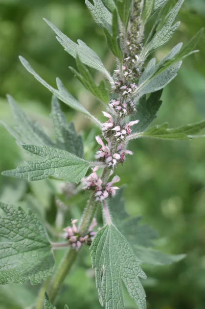 Насіння Пустирник Серце, 0,1 г (GL Seeds) - Фото 3 Насіння Пустирник Серце, 0,1 г (GL Seeds) - зображення 3