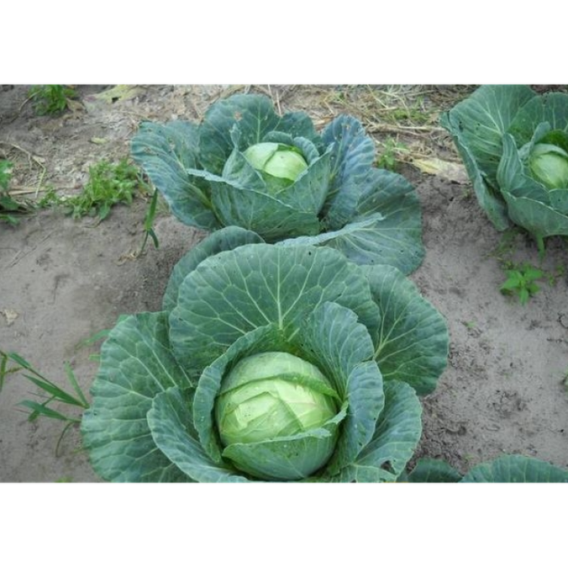 Семена Капуста б/к Каменная голова, 1 г (GL Seeds) - Фото 4 Семена Капуста б/к Каменная голова, 1 г (GL Seeds) - изображение 4