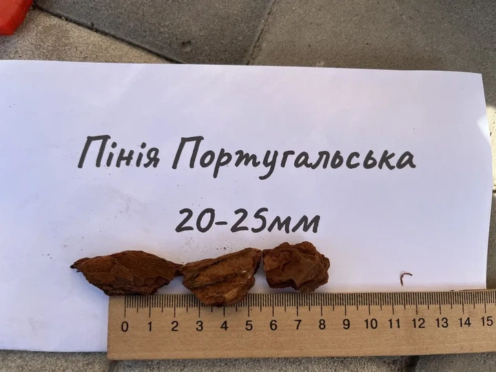 Кора хвойна пінія 20–25 мм для орхідей і фаленопсисів португальська 1 л - Фото 3 Кора хвойна пінія 20–25 мм для орхідей і фаленопсисів португальська 1 л - зображення 3