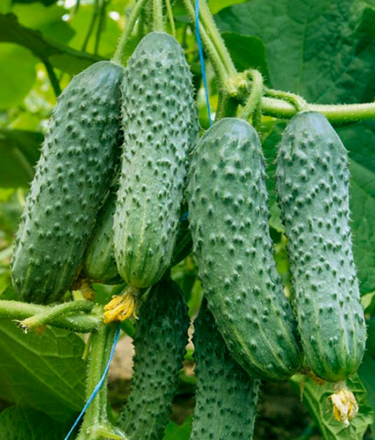 Огірок "Костик F1" ТМ "GL Seeds" 10 шт. - Фото 1 Огірок "Костик F1" ТМ "GL Seeds" 10 шт. - изображение 1