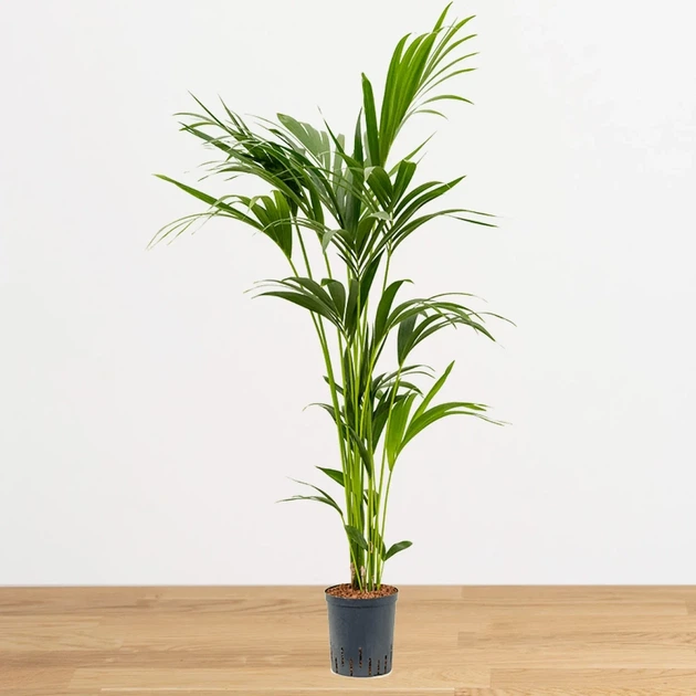 Ховея Howea forsteriana - Фото 4 Ховея Howea forsteriana - изображение 4