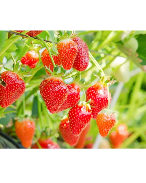 LULULUN Face Mask Tochigi Strawberry інтенсивно зволожуюча маска з полуницею, 7 шт - зображення 3
