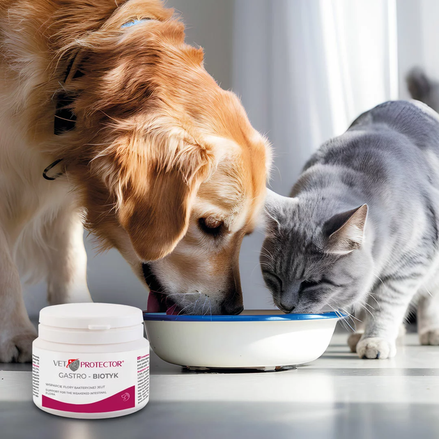 Multibiotyk JM Sante Pharma VET PROTECTOR GASTRO BIOTIC dla psów i kotów 60 g (5902596718923) - obraz 3