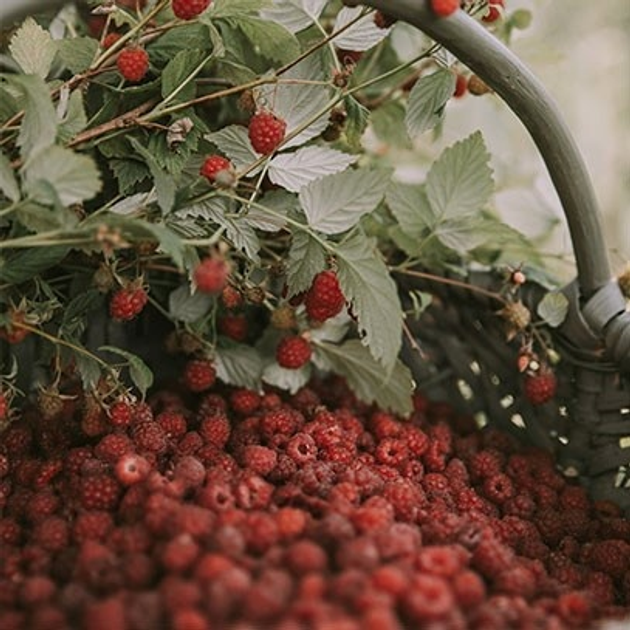 Świeca Cereria Molla Raspberry and Black Vanilla 600 g (8424405066331) - obraz 4