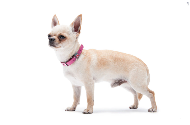 Ошейник для собак кожаный Collar WAUDOG Classic Ш 15 мм Дл 27-36 см Розовый - изображение 5