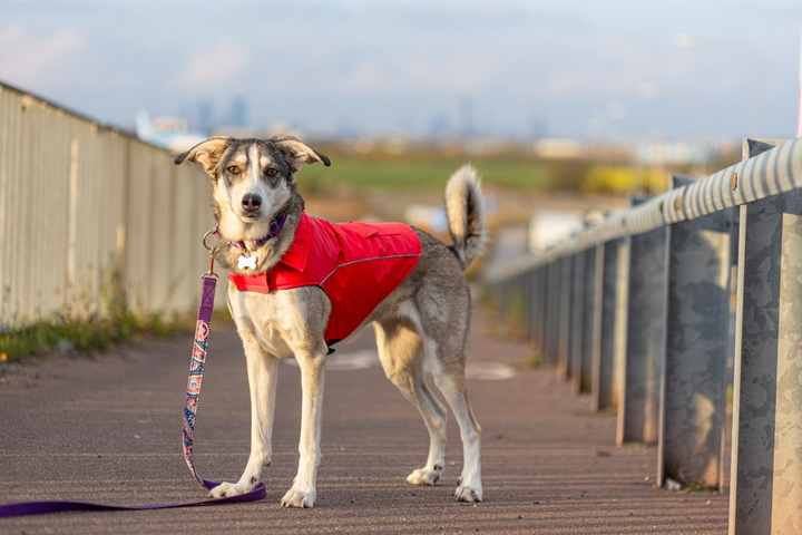 Kurtka dla psa Have a Pet Urban Czerwona 40 cm 260870 (5905546344104) - obraz 6